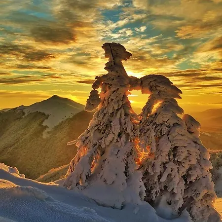 Czarna Gora Ii * 시에나